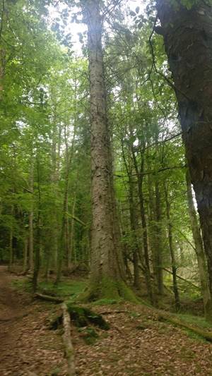 Figure 2: Photograph of a pine tree.