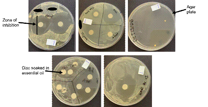Figure 1. Examples of the variation in experimental set up produced by students studying on a Foundation Year Introductory Biology module. 