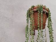 A potted plant with green leaves from the wall

Description automatically generated