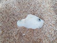 A close up of a fish

Description automatically generated