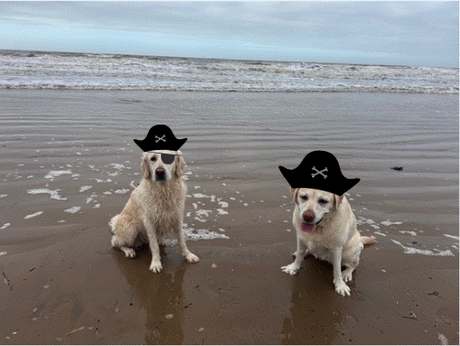 Two dogs sitting on a beach
AI-generated content may be incorrect.