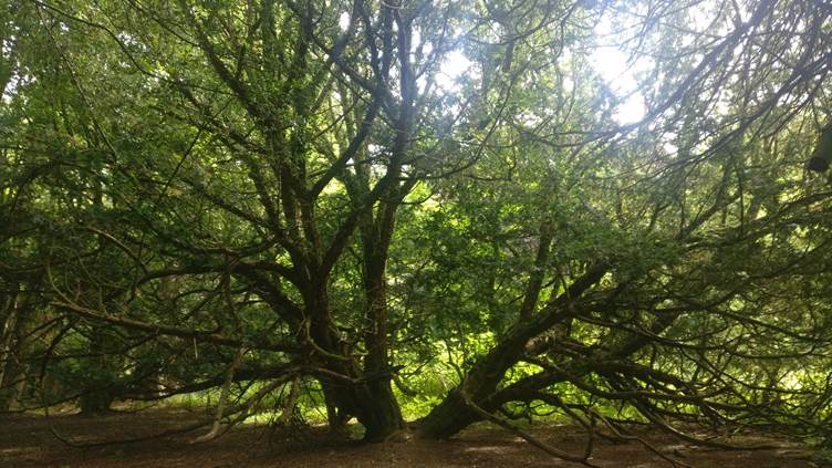 Figure 1. Photograph of an oak tree.