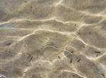 Close-up of a sandy bottom

Description automatically generated